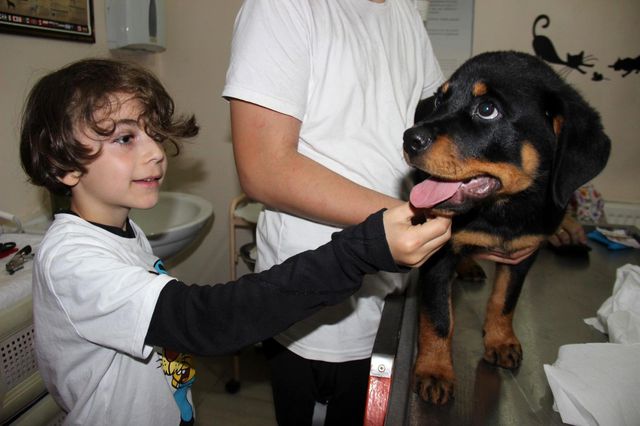 veterinere sasirtan soru kedi kopege taktigin 3 14170145 o