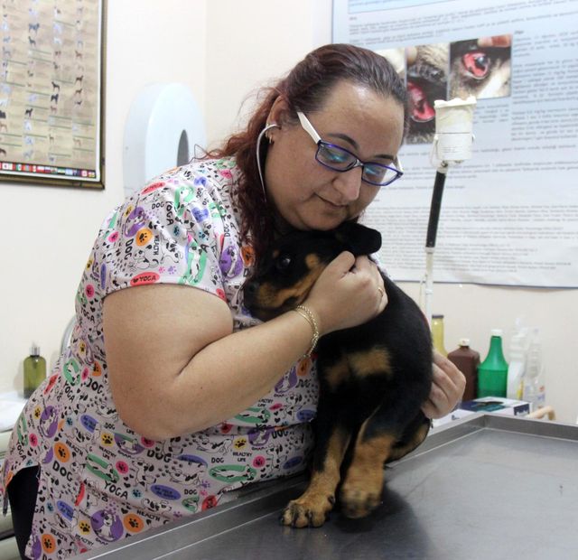 veterinere sasirtan soru kedi kopege taktigin 4 14170145 o