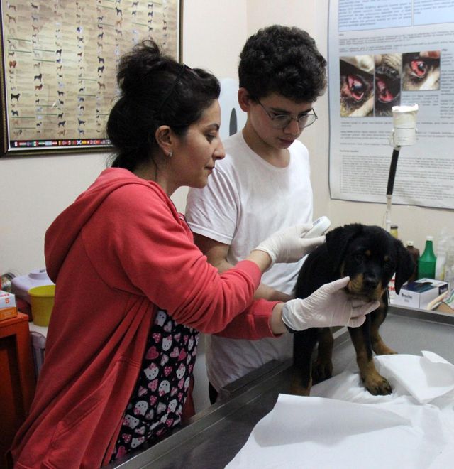 veterinere sasirtan soru kedi kopege taktigin 5 14170145 o