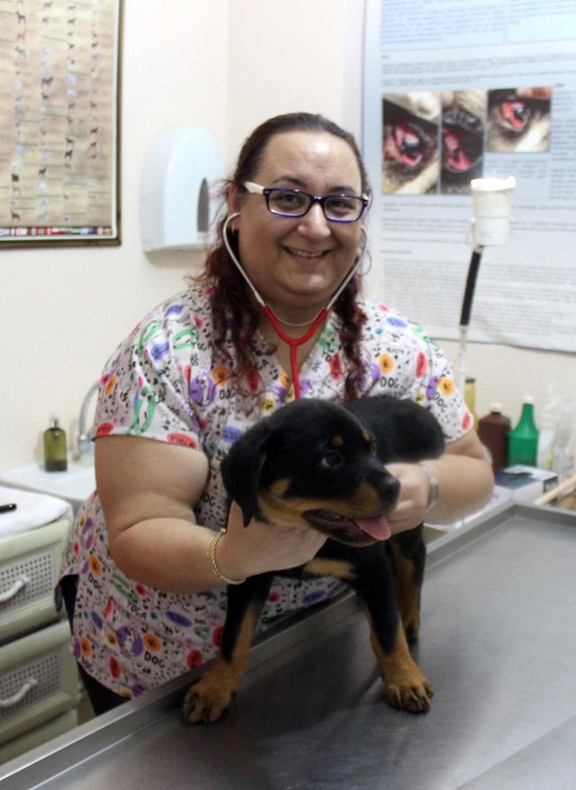 veterinere sasirtan soru kedi kopege taktigin 6 14170145 o