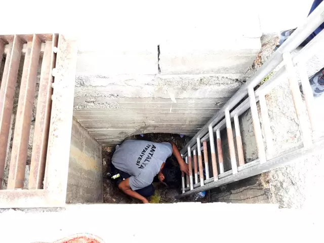 Büyükşehir İtfaiyesinden Kedi Kurtarma Operasyonu Büyükşehir İtfaiyesinden Kedi Kurtarma Operasyonu