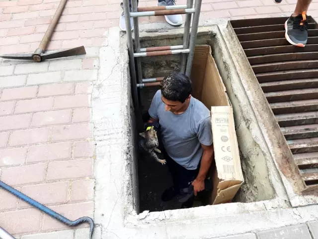 Büyükşehir İtfaiyesinden Kedi Kurtarma Operasyonu Büyükşehir İtfaiyesinden Kedi Kurtarma Operasyonu