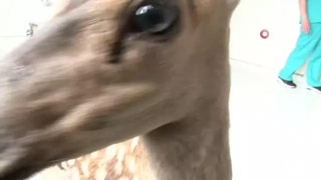 Yavru geyiğin kamera sevgisi