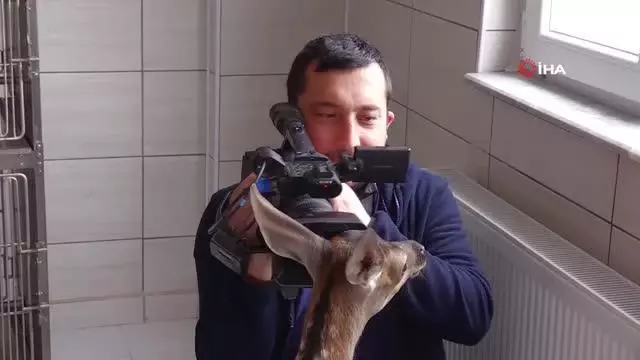 Yavru geyiğin kamera sevgisi