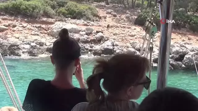15 milyon dolarlık adanın sakinleri keçi ve tavşanlar