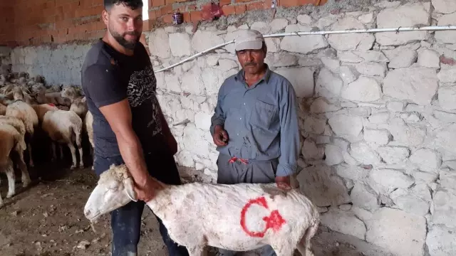 Afyonkarahisar'da koyun kırkım sezonu başladı Afyonkarahisar'da koyun kırkım sezonu başladı