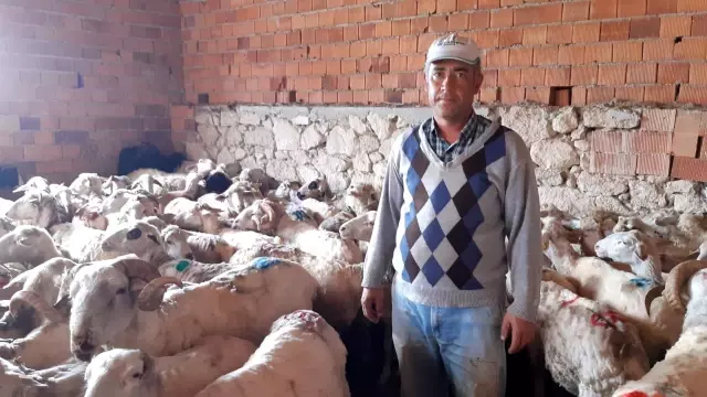 Afyonkarahisar'da koyun kırkım sezonu başladı Afyonkarahisar'da koyun kırkım sezonu başladı