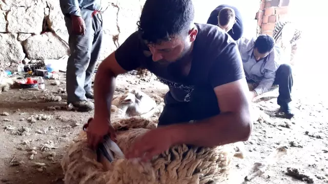 Afyonkarahisar'da koyun kırkım sezonu başladı Afyonkarahisar'da koyun kırkım sezonu başladı