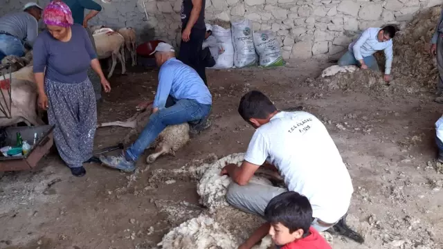 Afyonkarahisar'da koyun kırkım sezonu başladı Afyonkarahisar'da koyun kırkım sezonu başladı