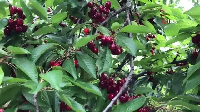 Amasya'da kiraz hasadı başladı Amasya'da kiraz hasadı başladı