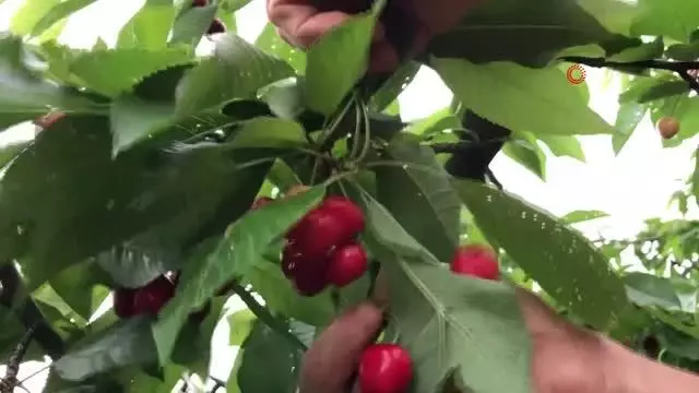Amasya'da kiraz hasadı başladı Amasya'da kiraz hasadı başladı