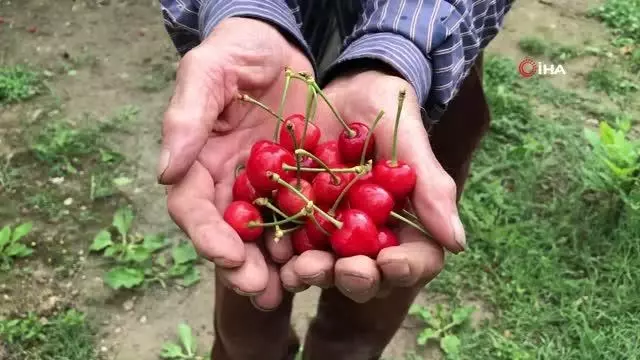 Amasya'da kiraz hasadı başladı Amasya'da kiraz hasadı başladı