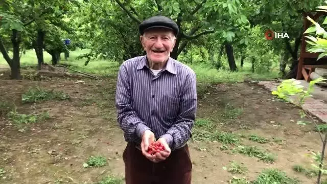 Amasya'da kiraz hasadı başladı Amasya'da kiraz hasadı başladı