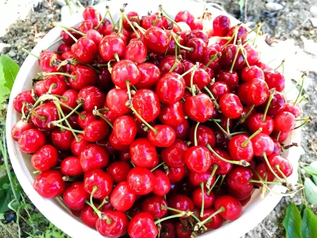 Amasya'da kiraz hasadı başladı Amasya'da kiraz hasadı başladı