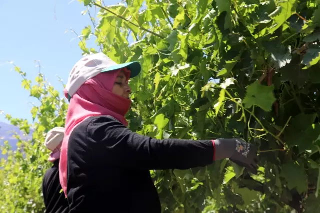 Manisa'da asma yaprağından ülke ekonomisine yıllık 1 milyon dolarlık katkı