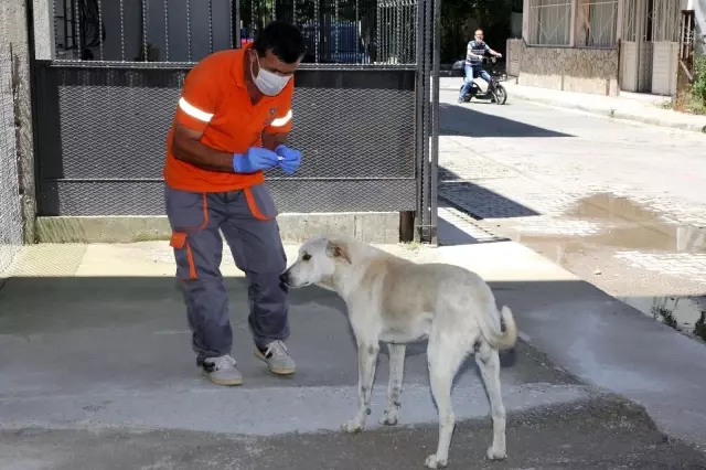 Gaziemir?De Parazit Mücadelesi