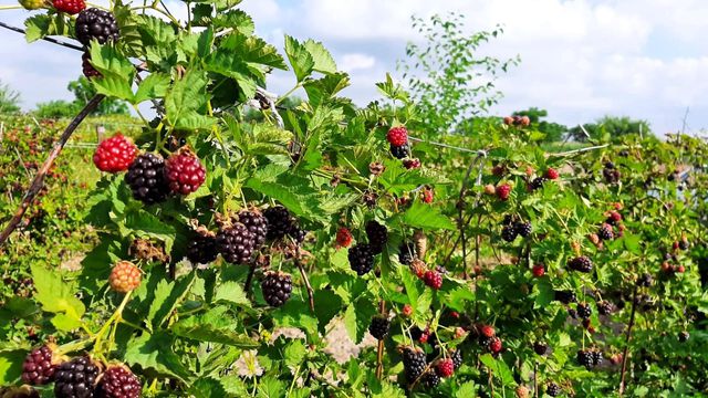 Hobi için ektiği böğürtlen kazanç kapısı oldu! 150 bin lira gelir sağlayacak