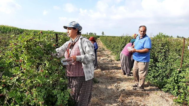 Hobi için ektiği böğürtlen kazanç kapısı oldu! 150 bin lira gelir sağlayacak