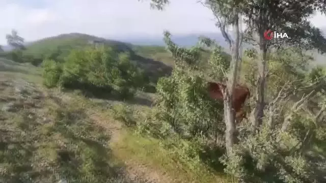 İnek sürüsü buzağı için yol kesti İnek sürüsü buzağı için yol kesti