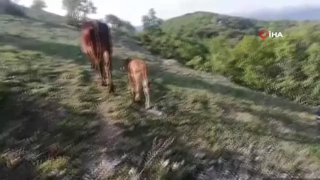 İnek sürüsü buzağı için yol kesti İnek sürüsü buzağı için yol kesti