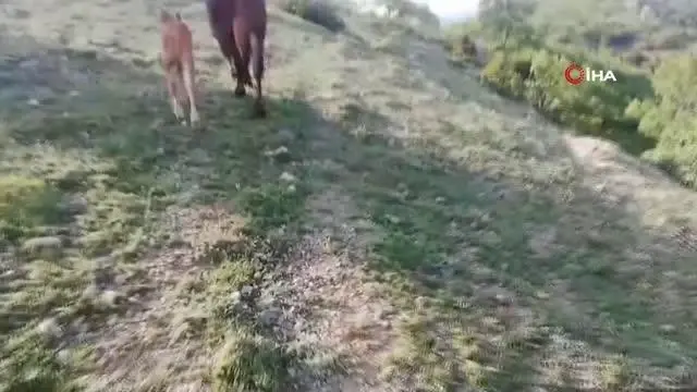İnek sürüsü buzağı için yol kesti İnek sürüsü buzağı için yol kesti