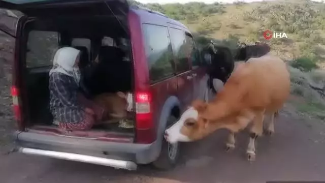 İnek sürüsü buzağı için yol kesti İnek sürüsü buzağı için yol kesti