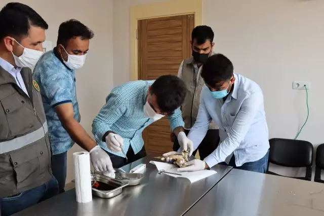 Yaralı bulunan balaban tedavi altına alındı