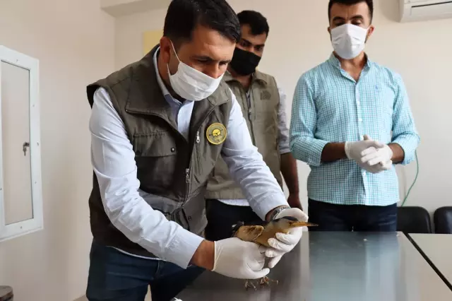 Yaralı bulunan balaban tedavi altına alındı