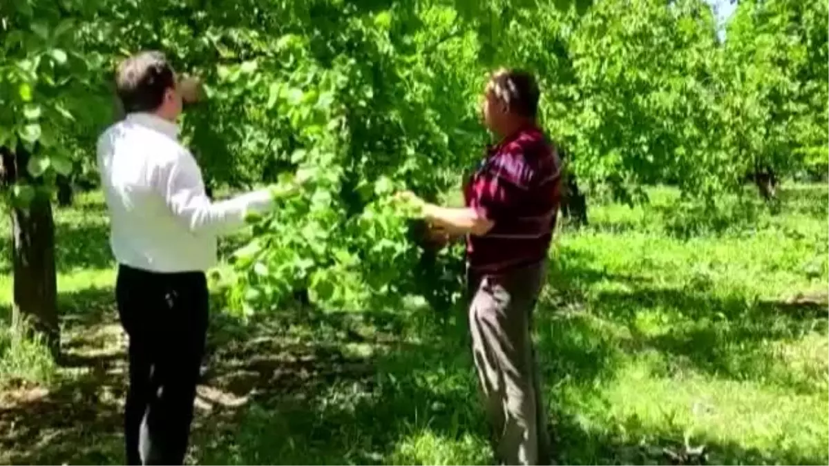 Kuraklık ve soğuk havanın 'Kağızman kayısısı'nda rekolteyi düşürmesi bekleniyor