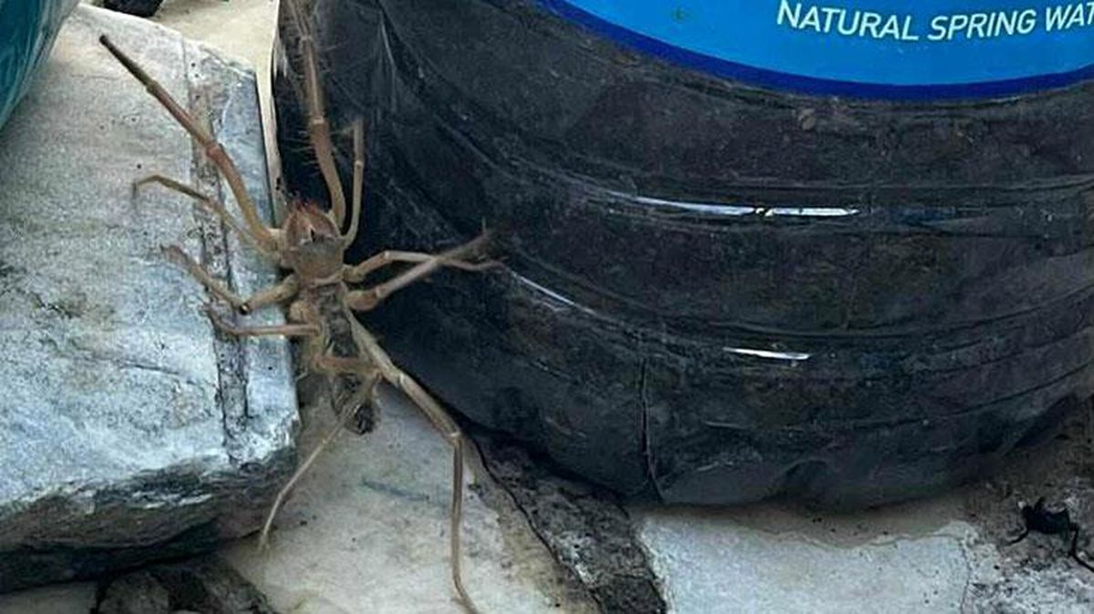 Muğla'da et yiyen örümcek paniği! 1 metre zıplayıp insanlara saldırıyor, ısırdığı yeri çürütüyor