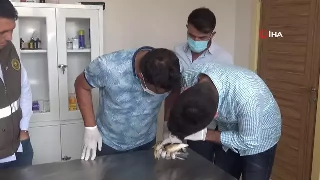 Nesli tükenmekte olan 'balaban kuşu' yaralı bulundu