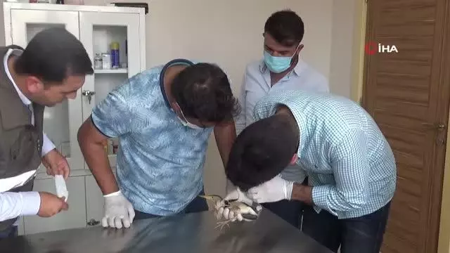 Nesli tükenmekte olan 'balaban kuşu' yaralı bulundu