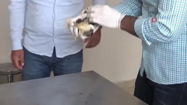 Nesli tükenmekte olan 'balaban kuşu' yaralı bulundu