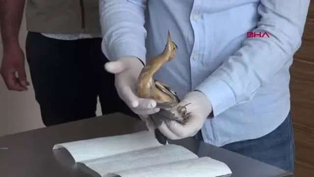 NESLİ TÜKENMEKTE OLAN 'BALABAN KUŞU' YARALI HALDE BULUNDU