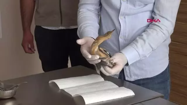NESLİ TÜKENMEKTE OLAN 'BALABAN KUŞU' YARALI HALDE BULUNDU