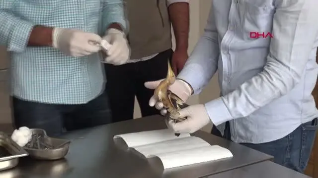 NESLİ TÜKENMEKTE OLAN 'BALABAN KUŞU' YARALI HALDE BULUNDU