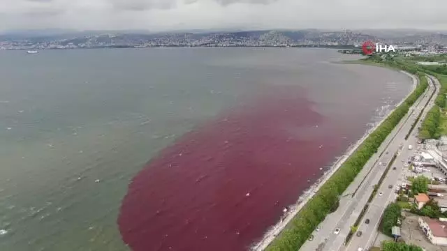 Sorumsuzlar İzmit Körfezi'ne ve dereye kan kusturdu Sorumsuzlar İzmit Körfezi'ne ve dereye kan kusturdu