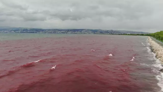 Sorumsuzlar İzmit Körfezi'ne ve dereye kan kusturdu