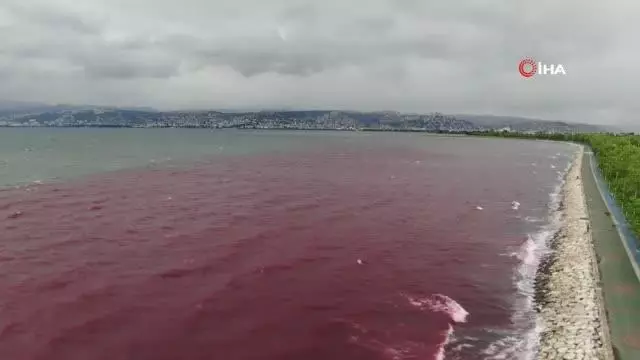 Sorumsuzlar İzmit Körfezi'ne ve dereye kan kusturdu