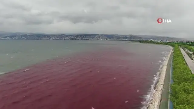 Sorumsuzlar İzmit Körfezi'ne ve dereye kan kusturdu