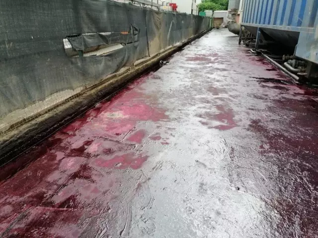 Sorumsuzlar İzmit Körfezi'ne ve dereye kan kusturdu