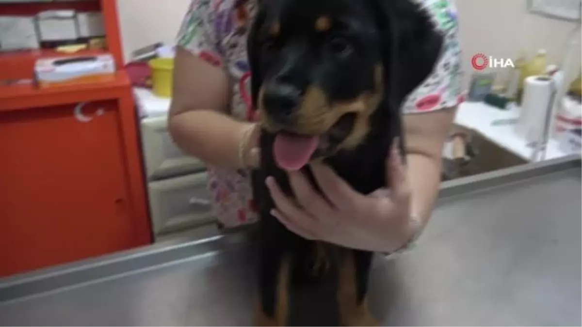 Veterinere şaşırtan soru: 'Kedi, köpeğe taktığınız çipi kızıma da takabilir misiniz?'