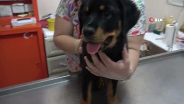 veterinere sasirtan soru kedi kopege taktigin 14172007 o