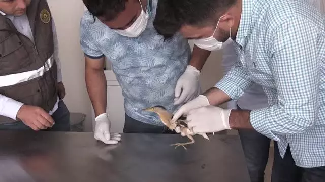 Yaralı bulunan balaban tedavi altına alındı Yaralı bulunan balaban tedavi altına alındı