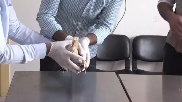 Yaralı bulunan balaban tedavi altına alındı