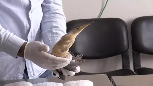 Yaralı bulunan balaban tedavi altına alındı