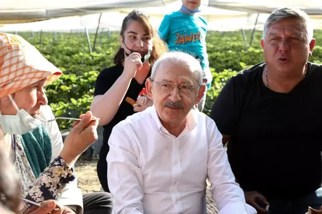 CHP Genel Başkanı Kılıçdaroğlu, Aydın'da çilek hasadına katıldı CHP Genel Başkanı Kılıçdaroğlu, Aydın'da çilek hasadına katıldı