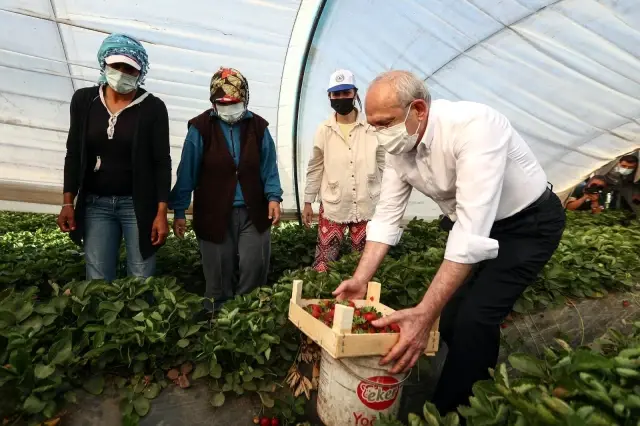 CHP Genel Başkanı Kılıçdaroğlu, Aydın'da çilek hasadına katıldı