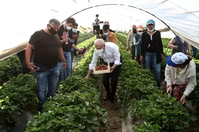 CHP Genel Başkanı Kılıçdaroğlu, Aydın'da çilek hasadına katıldı