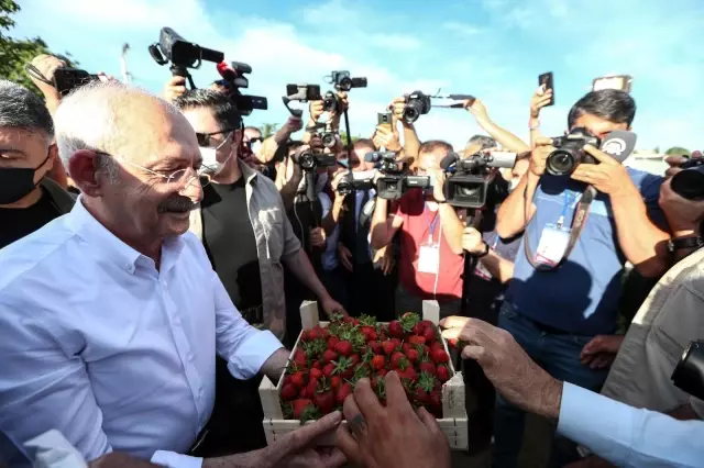 CHP Genel Başkanı Kılıçdaroğlu, Aydın'da çilek hasadına katıldı